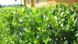 Ureditev okolice v Veliki Nedelji